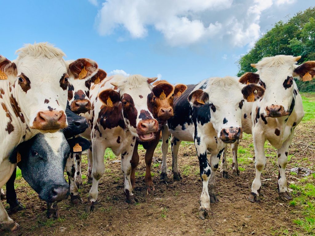 image de vaches normandes