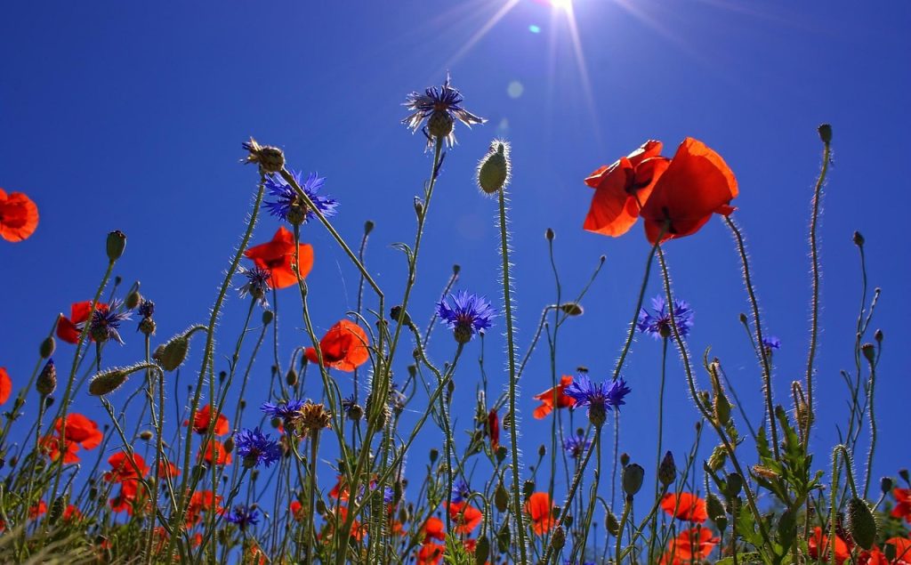 Hauts de France Coquelicots