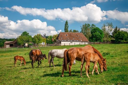 Normandie Pays d'Auge chevaux