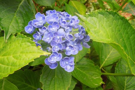 Orthensia-Bretagne@pixabay-cpamoiclui