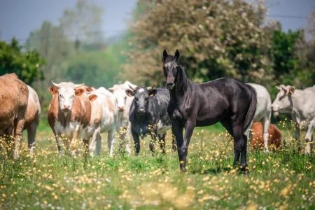 Normandie Nature animaux
