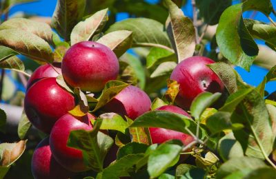 pommier pommes verger