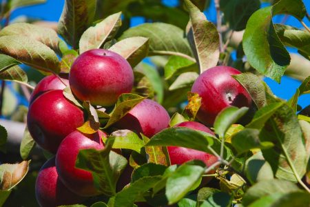 pommier pommes verger