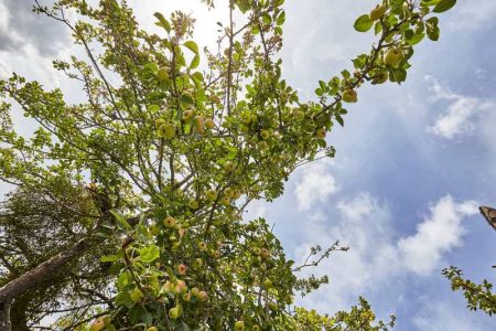image d'un pommier avec un ciel ensoleillé