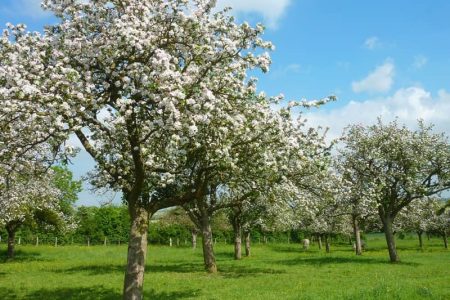 images de pommiers en fleurs