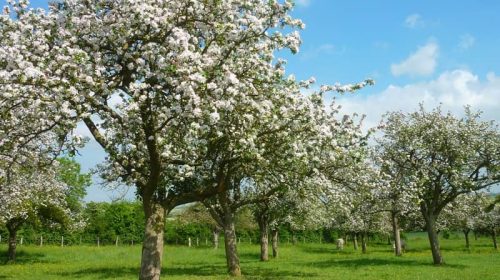 images de pommiers en fleurs