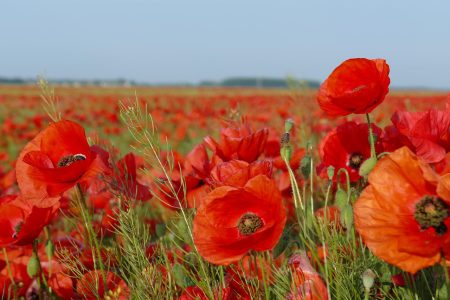 Hauts de France Coquelicots