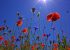 Hauts de France Coquelicots
