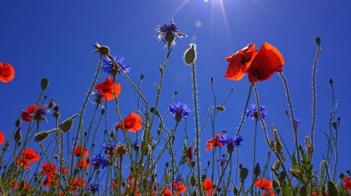 Hauts de France Coquelicots